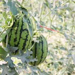 今日吃瓜熱門大瓜必看大瓜網(wǎng)紅,揭秘網(wǎng)紅大瓜，吃瓜群眾必看！